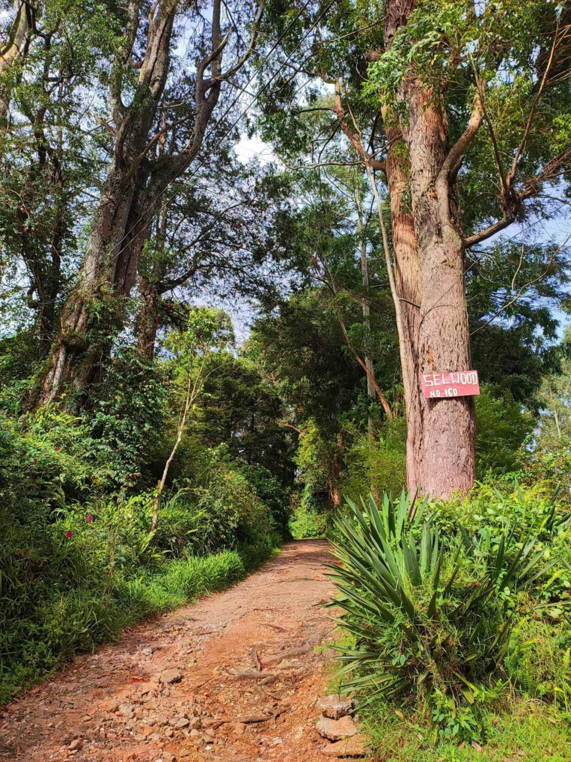 A quiet path beneath mature trees in the cottage’s garden